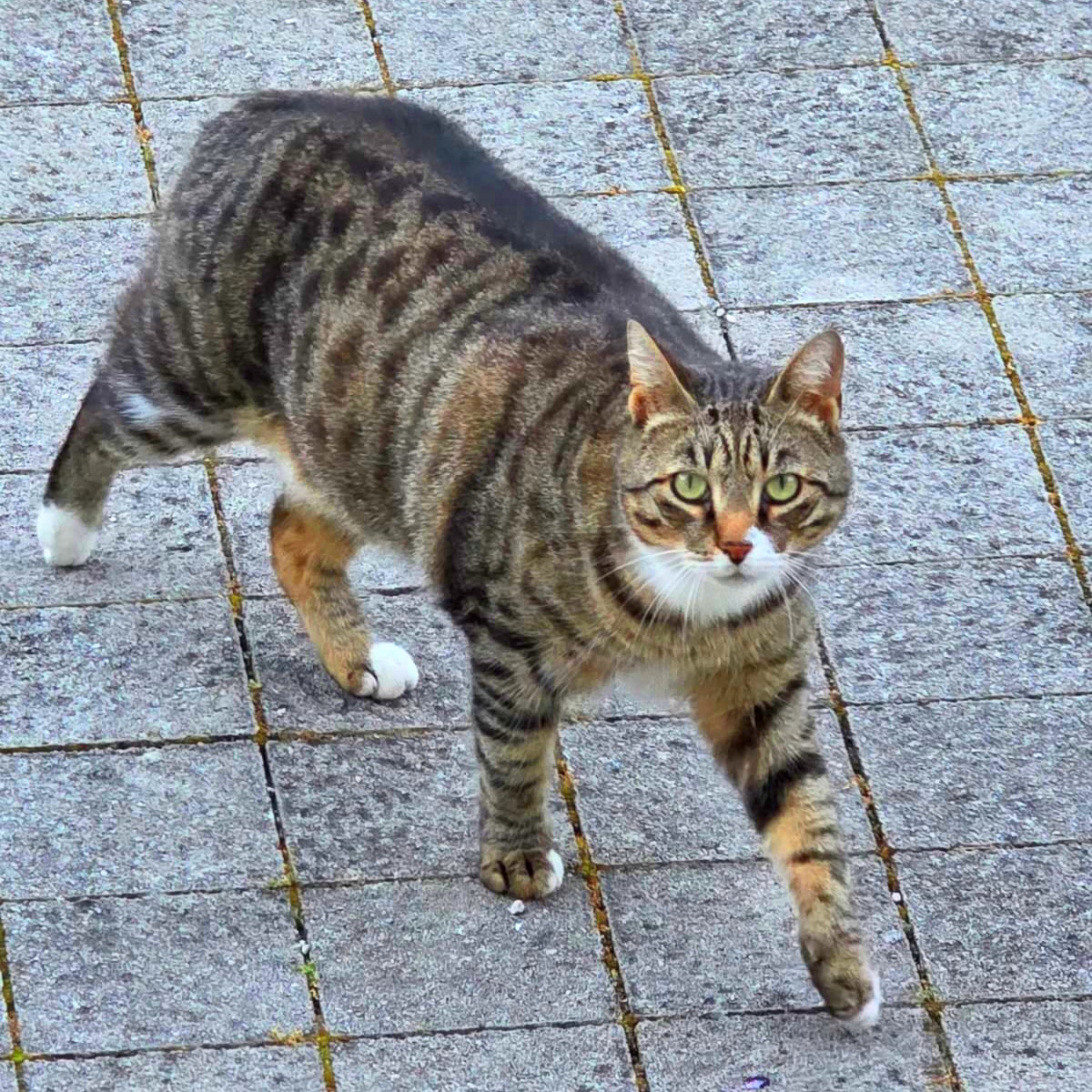 Viktor